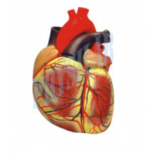 Human Heart Extra Large Size